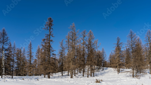 Winter forest against a clear blue sky. The trail passes through a snow-covered plain between trees. Altai