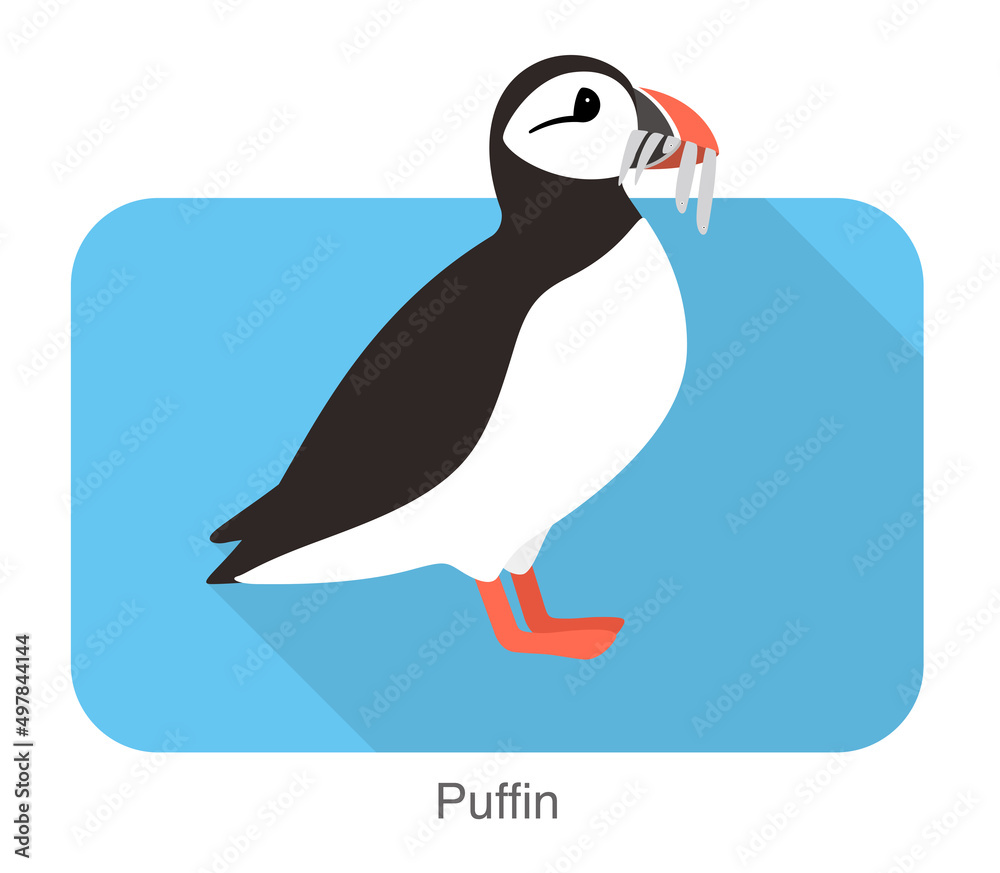 Fototapeta premium Iceland bird, flat cute puffin vector illustration