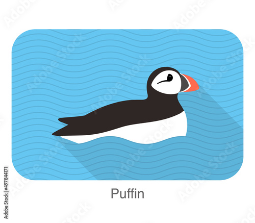 Iceland bird, flat cute puffin baby vector illustration