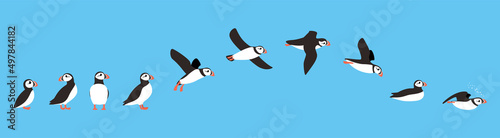 flying sequence of puffin, multiple exposure, vector