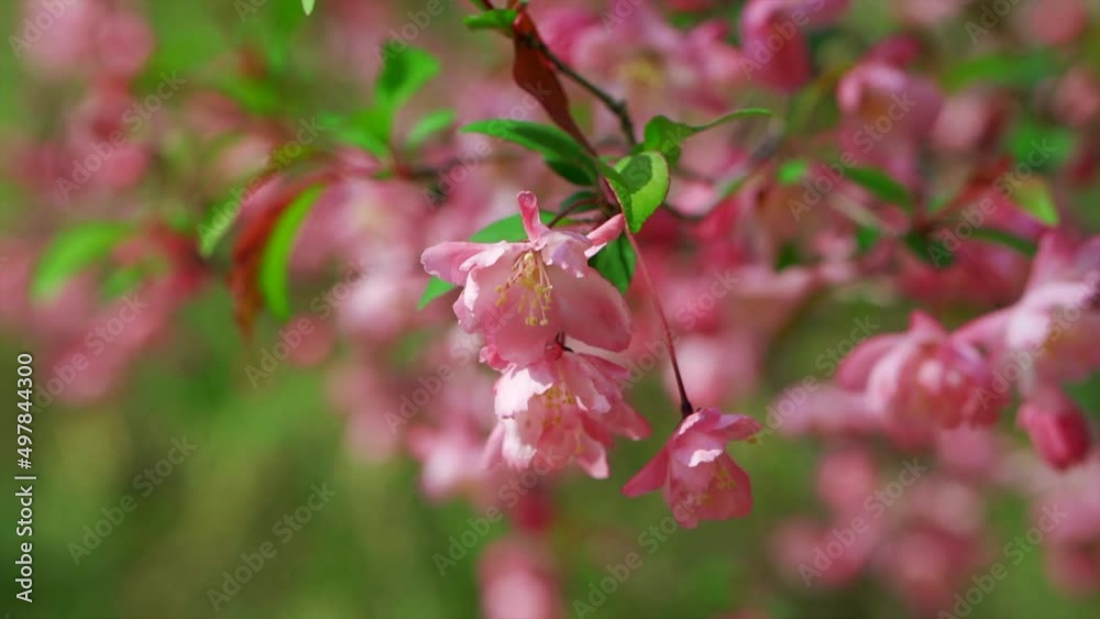 Japanese cherry tree Red flower 01 Tokyo 東京 桜 2022年 Japanese cherry tree Red flower 01 Tokyo 東京 桜 2022年