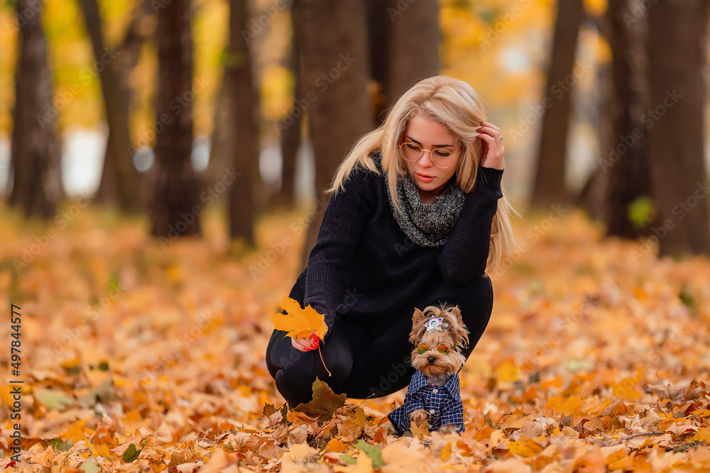 girl with a dog breed Yorkshire terrier in the autumn park girl with a dog breed Yorkshire terrier in the autumn park