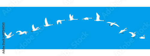 flying sequence of swan, multiple exposure, vector