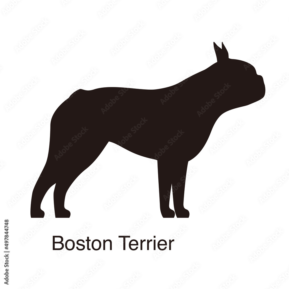 Boston Terrier dog silhouette, side view, vector illustration