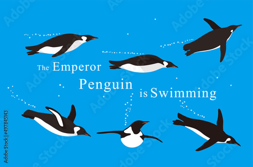 a lot of Emperor Penguins swimming in the sea with various postures, vector