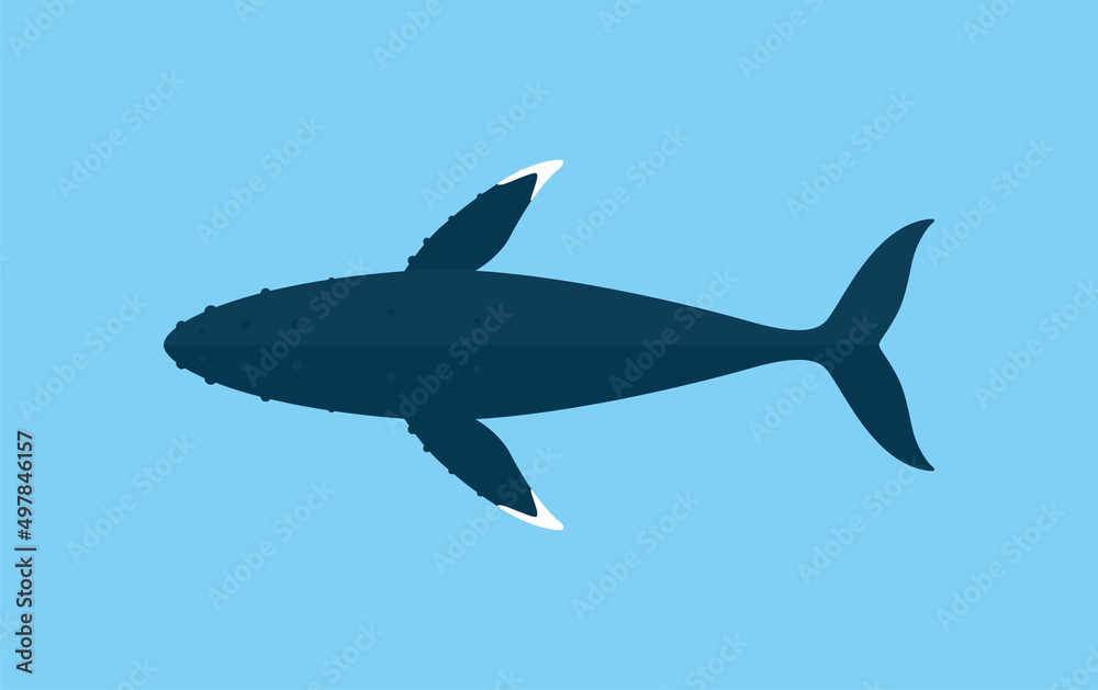 Obraz premium Humpback Whales swimming in the sea, animal flat icon