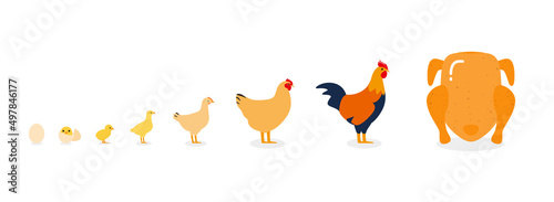The life of a chicken, different ages of chicken, vector illustration