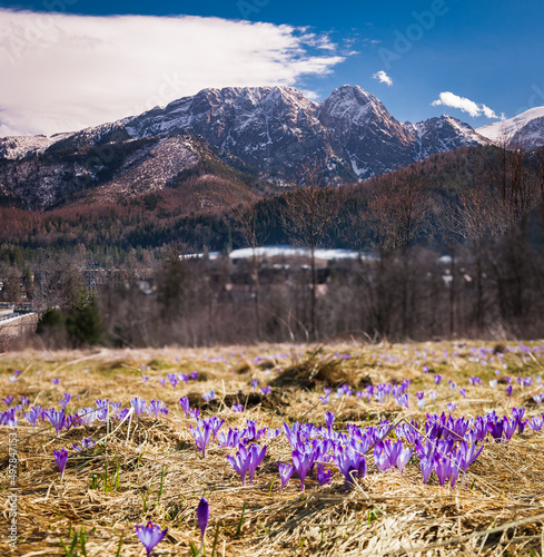 Wiosna w Tatrach i na Podhalu
