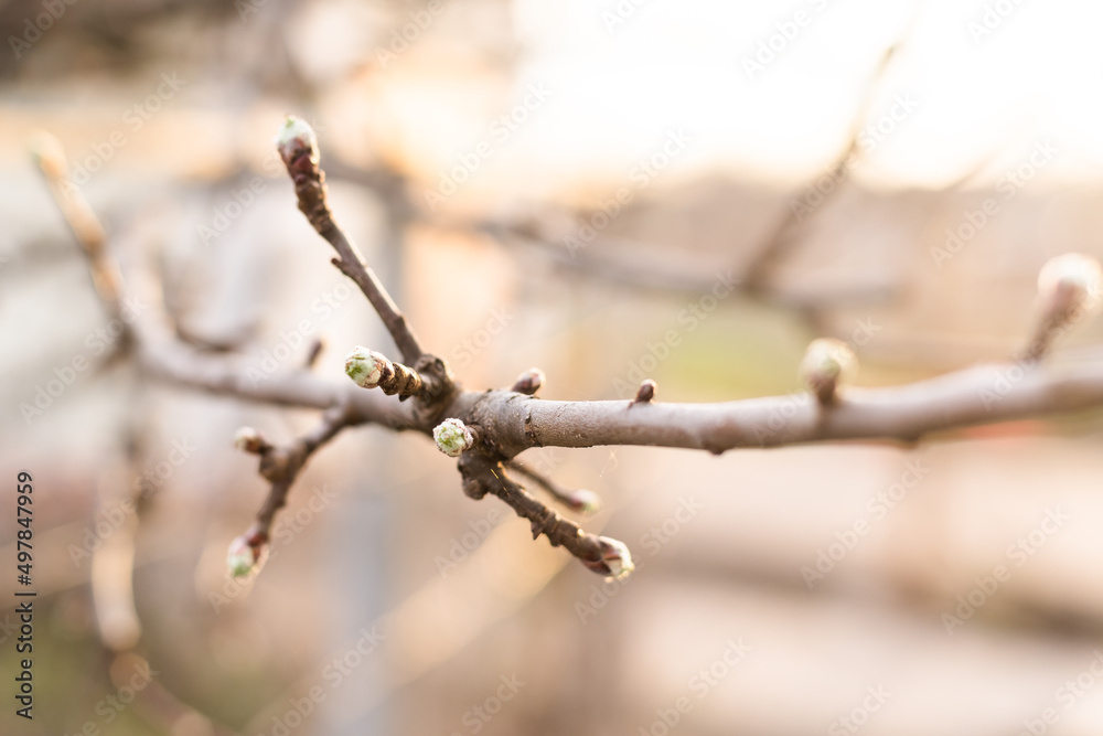 Young Spring green buds on the tree branches. Springtime seasonal macro close up Young Spring green buds on the tree branches. Springtime seasonal macro close up