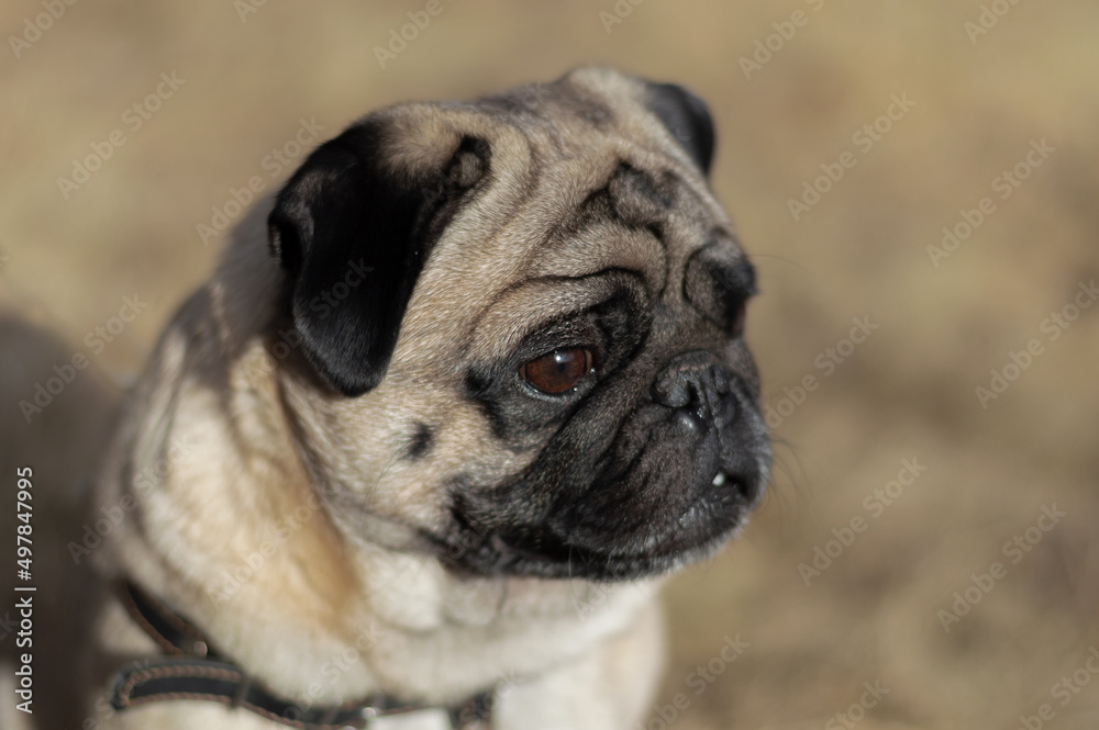 Portrait, small dog breed Pug