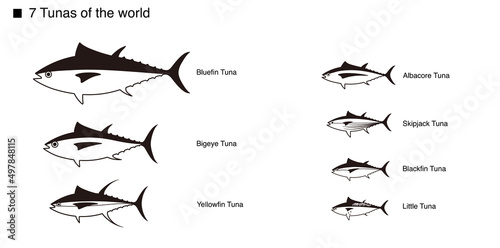 Tuna Set, Vector illustration on white background