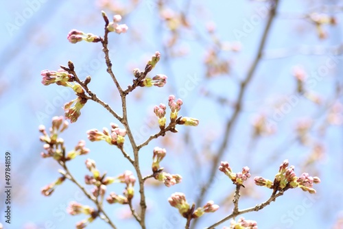 桜の蕾