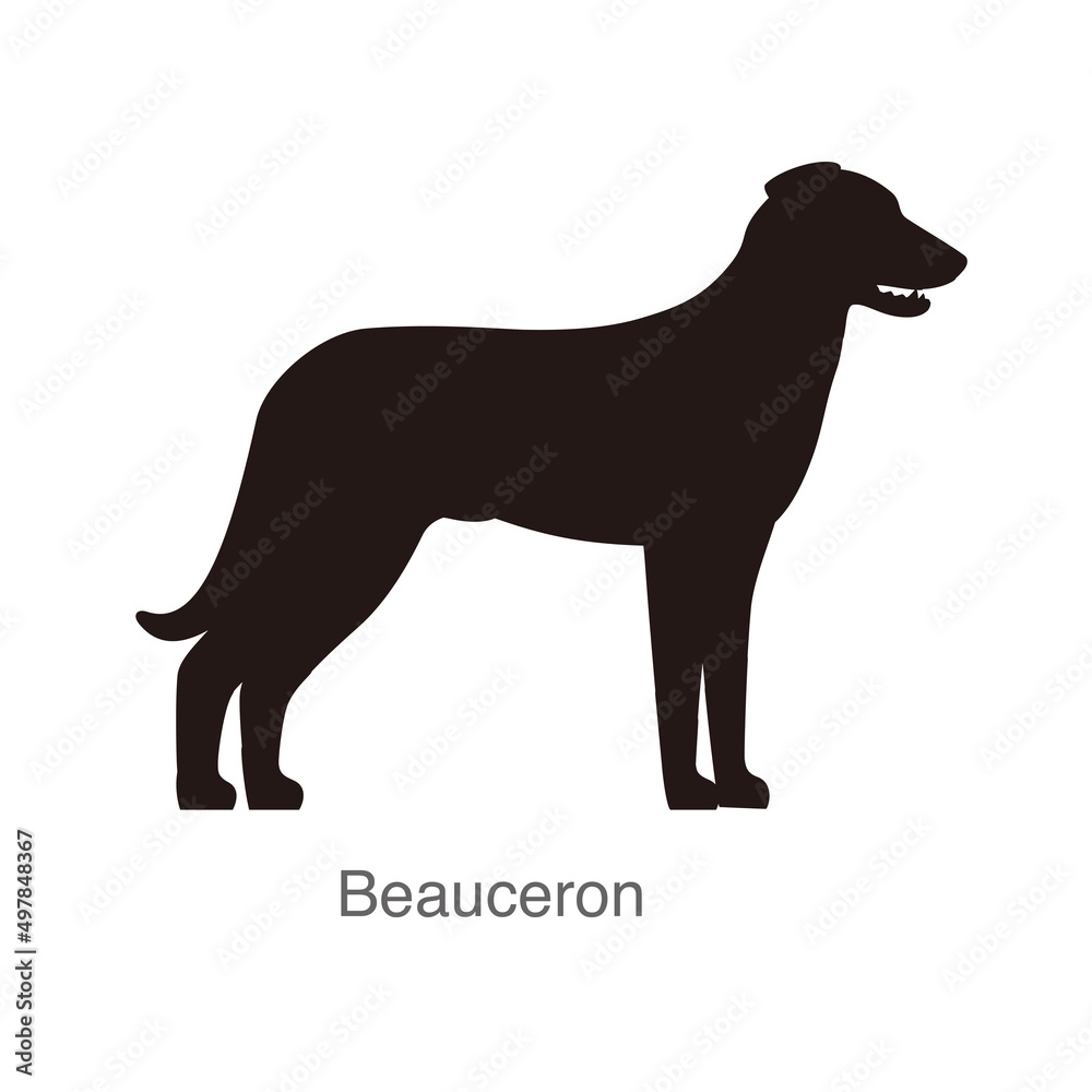 Beauceron dog on the hole, watching, vector illustration