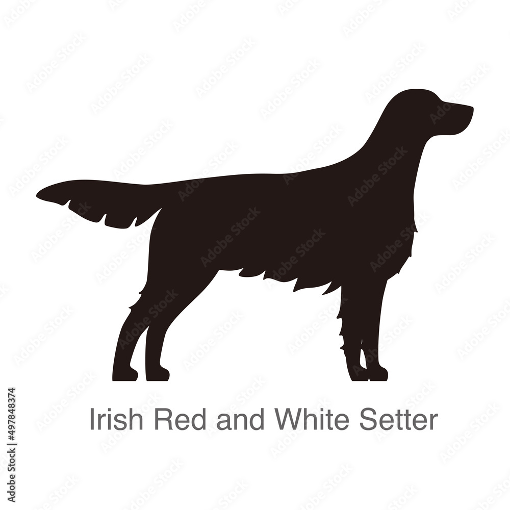 Irish Red and White Setter dog on the hole, watching, vector illustration