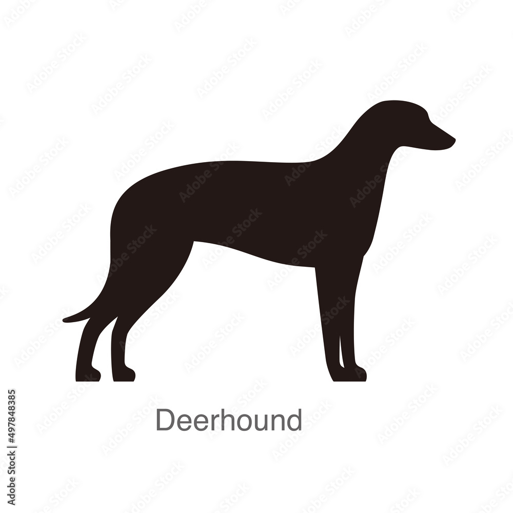 Deerhound dog on the hole, watching, vector illustration