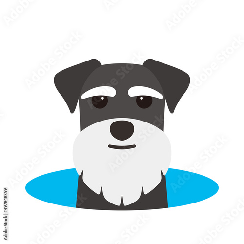 Schnauzer come out of the hole, watching vector illustration