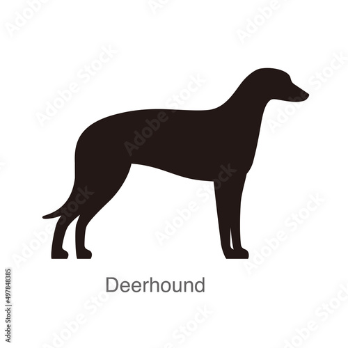 Deerhound dog on the hole  watching  vector illustration