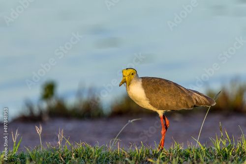 Masked Lapwing (spurwing plover) at the edge of a lake in the surroundings of Darwin, Australia photo