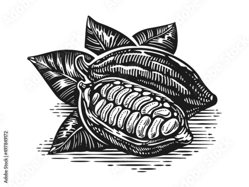 Vintage cocoa beans and pod isolated on e=white background. Engraving or etching stylized vector illustration