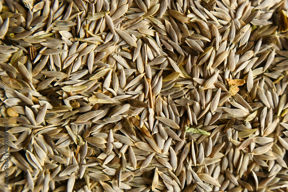 many dry seeds ready for sowing, gardening concept, top view, flat lay many dry seeds ready for sowing, gardening concept, top view, flat lay