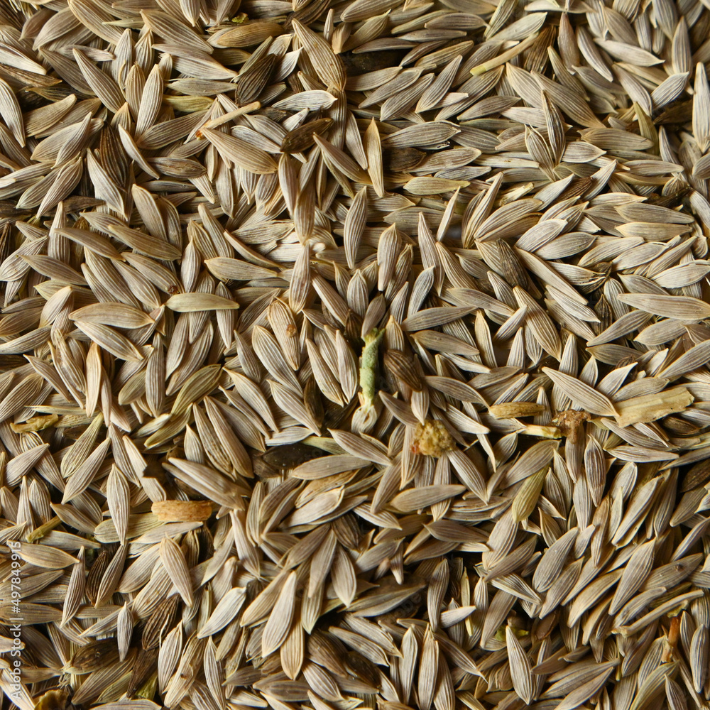 many dry seeds ready for sowing, gardening concept, top view, flat lay