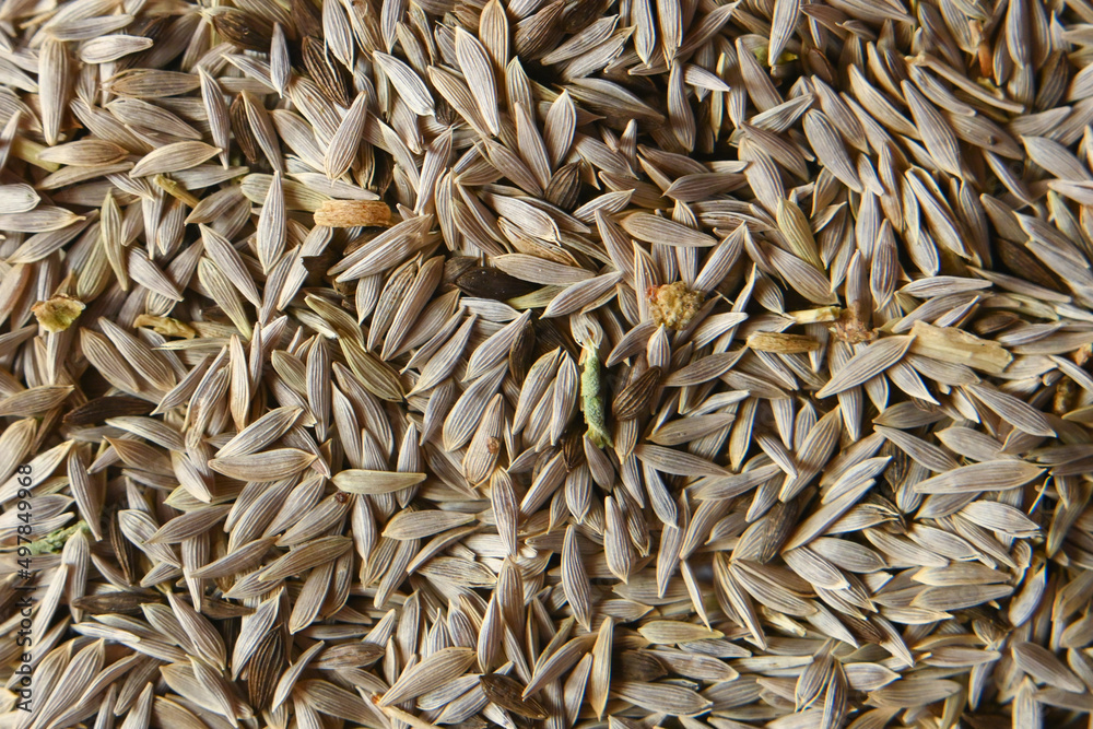 seeds of different varieties for home gardening, many varieties of seeds close-up, macro, selective focus