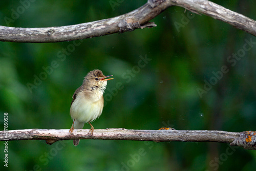 Blyth's reed warbler (Acrocephalus dumetorum) is an Old World warbler in the genus Acrocephalus photo