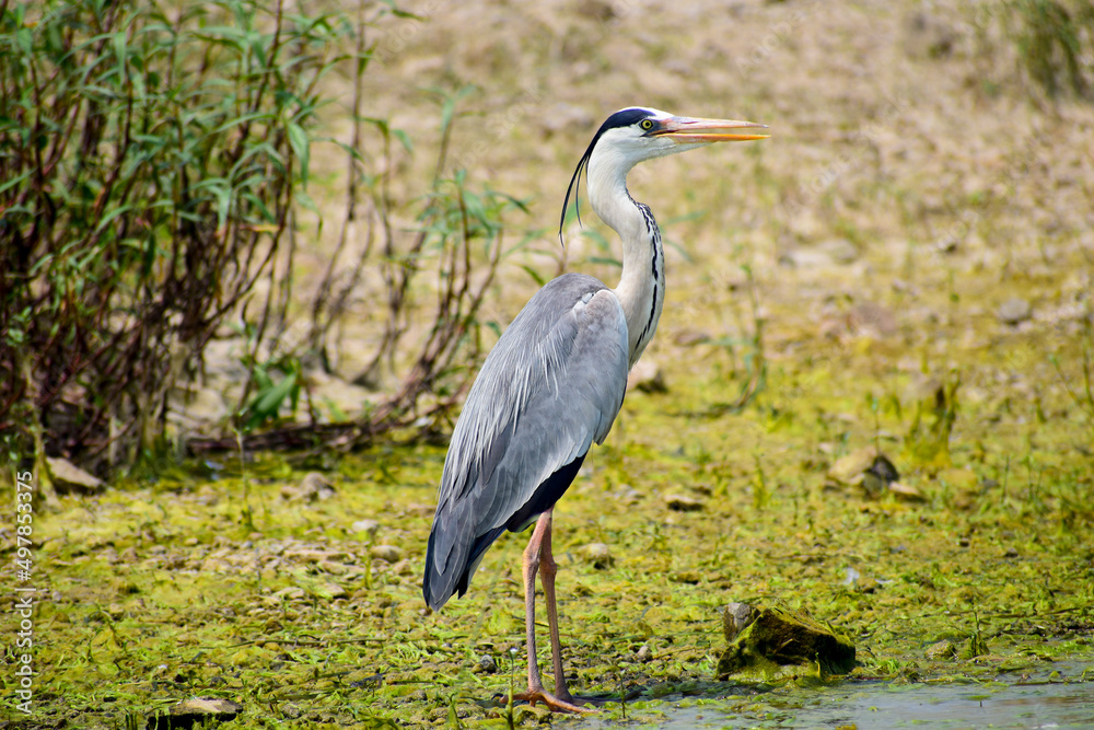 Gray heron, Ardea cinerea large common gray heron from lakes and rivers. Gray heron, Ardea cinerea large common gray heron from lakes and rivers.