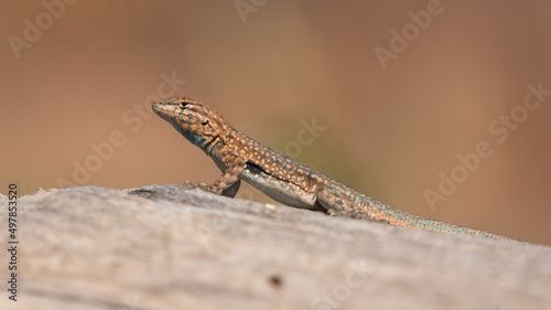 Fotografia A side blotch lizard sits on a piece of dead wood soaking in the warmth of the morning sun