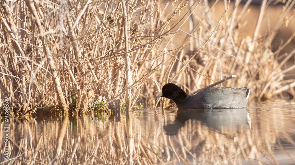 An American Coot swims and looks for food in a small stream in a ...