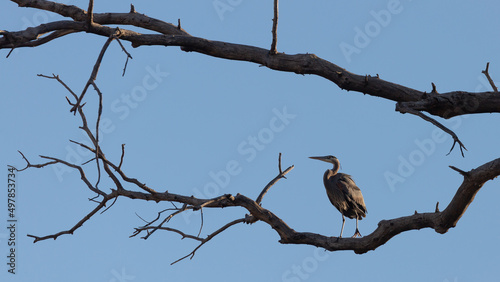 A great blue heron lit by early morning light, is perched on a bare cottonwood branch and framed by the branches around it.  © Melani