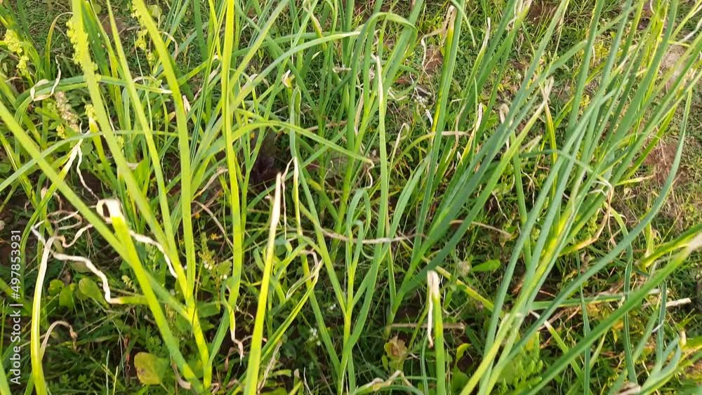 Onion plant in vegetable Garden. Green onion leaves in kitchen garden. It is a most popular vegetable in the all over world. It is a root vegetable. Its tuber and leaf both become a vegetable. Onion plant in vegetable Garden. Green onion leaves in kitchen garden. It is a most popular vegetable in the all over world. It is a root vegetable. Its tuber and leaf both become a vegetable.