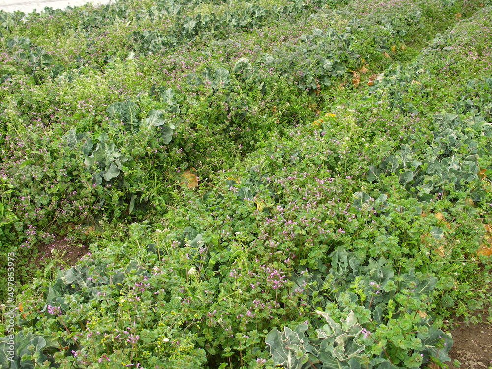 ホトケノザ咲く放置されたブロッコリー畑風景