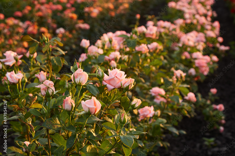 Field of roses on a flower farm Field of roses on a flower farm