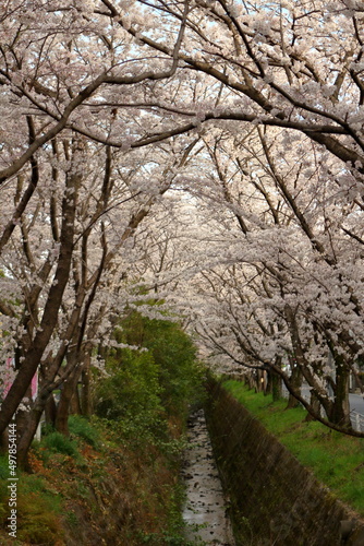 水路沿いに植えられた桜並木