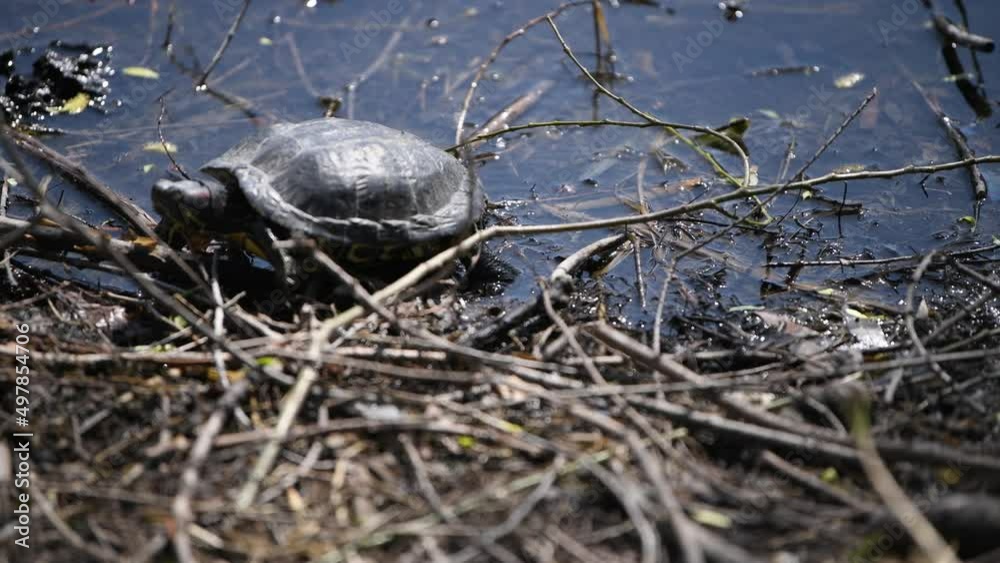 turtle on the ground turtle on the ground