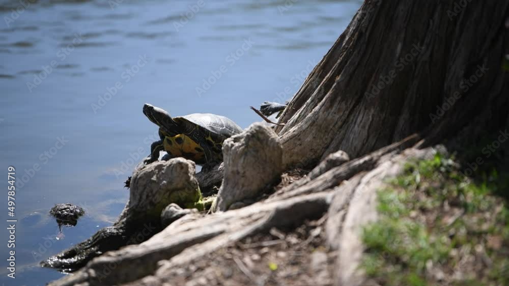 wild turtle