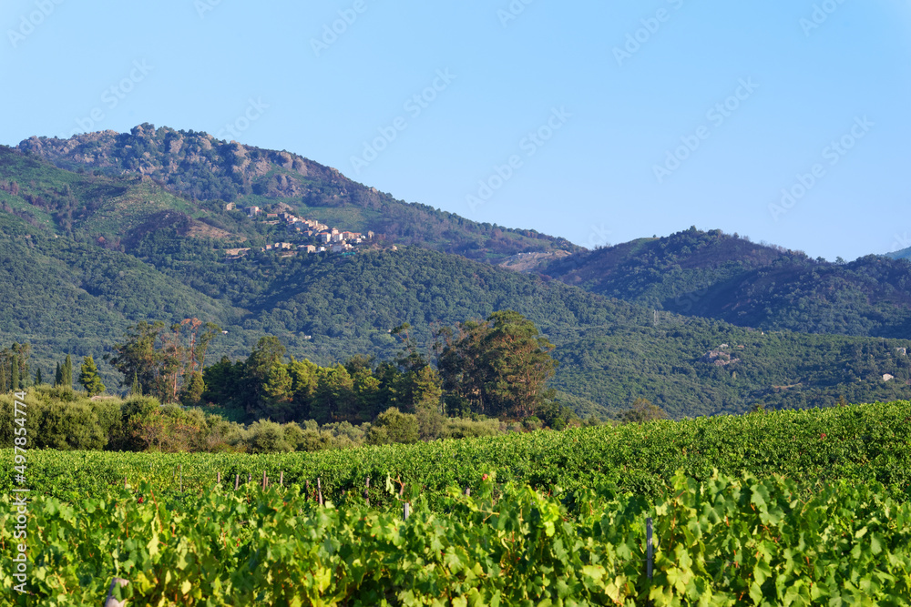 Mountain and Linguizetta vineyards in eastern plain of Corsica