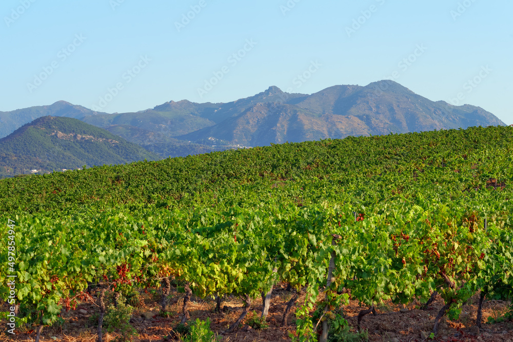 Mountain and Linguizetta vineyards in eastern plain of Corsica Mountain and Linguizetta vineyards in eastern plain of Corsica