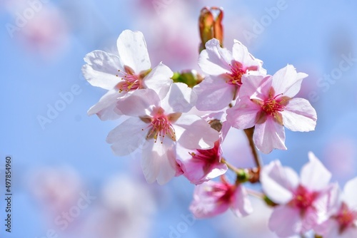 早春の晴天の日の桜