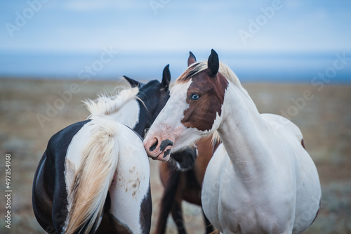 Fototapeta Naklejka Na Ścianę i Meble -  Horse in a field, farm animals, nature series