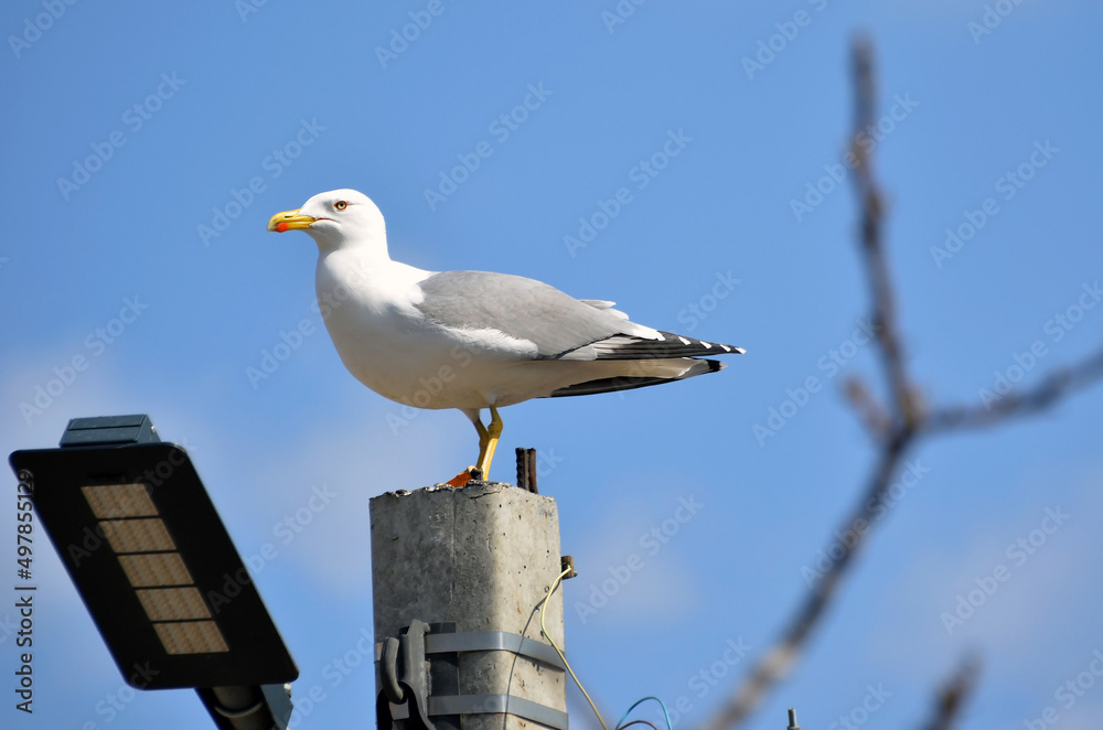 Fototapeta premium Yellow-legged gull sitting on the pole