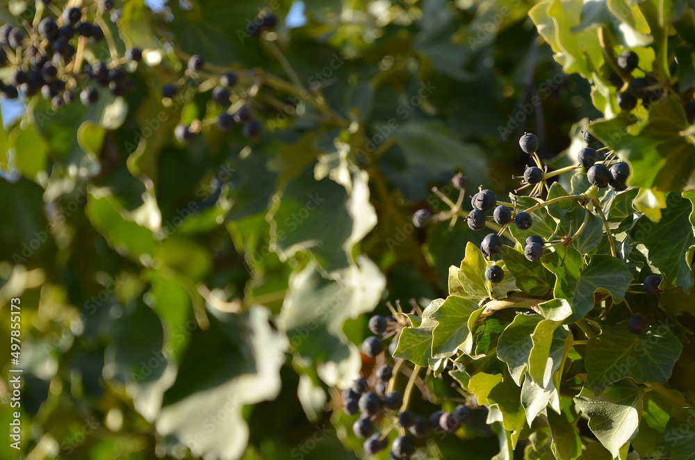 Dark berries of the common ivy