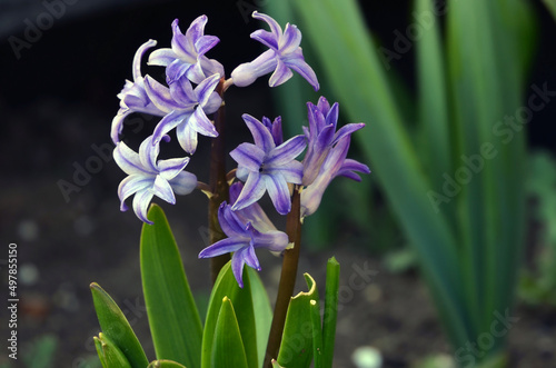 Beautiful blooming branch of hyacinth