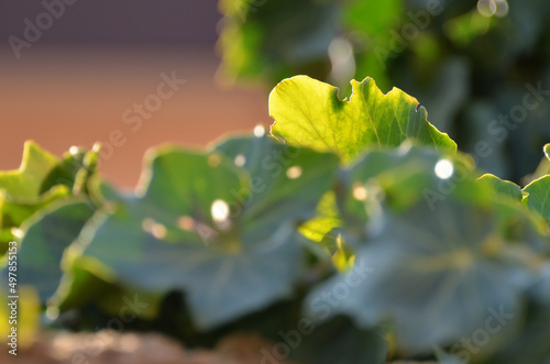 Common ivy growing on the fence