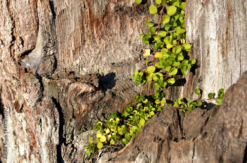 Young plants growing on the old tree bark