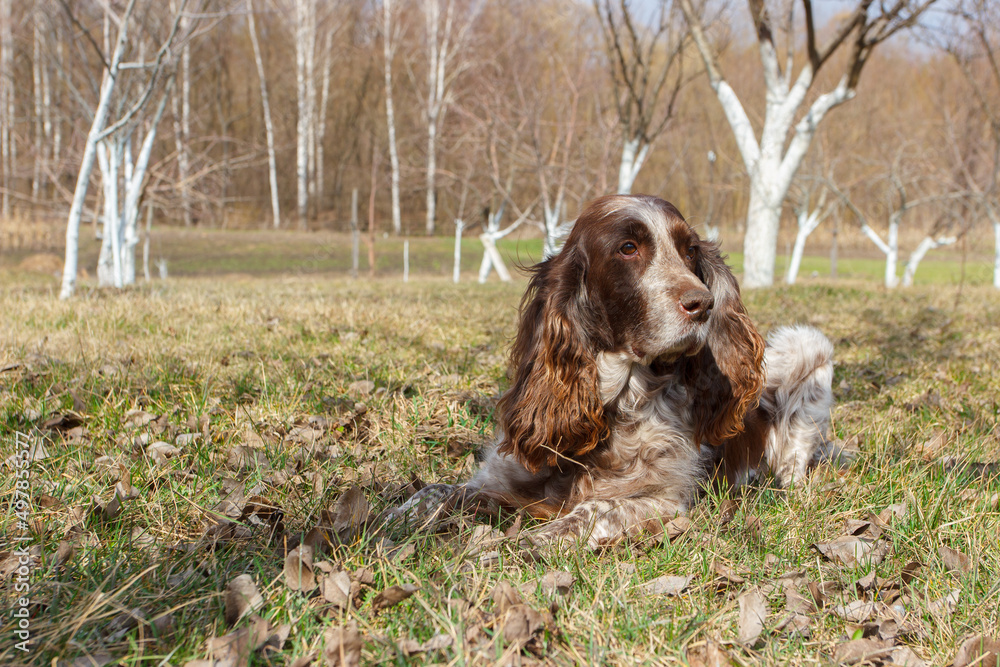 Brown spotted russian spaniel in the forest Brown spotted russian spaniel in the forest