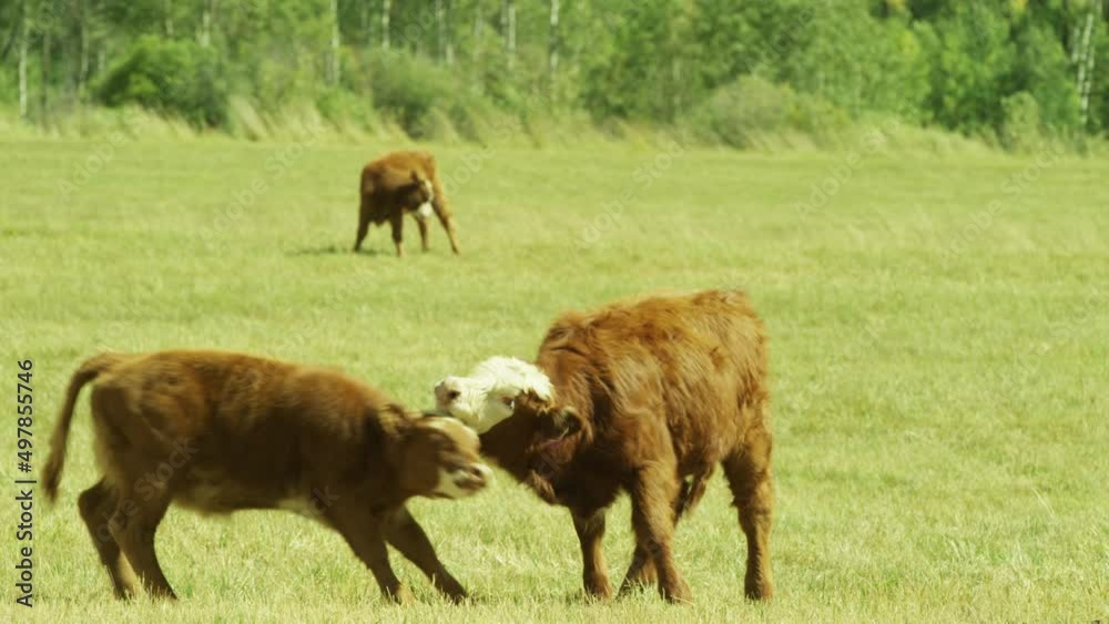 Cows head-butting in green grass mountain backdrop close up Cows head-butting in green grass mountain backdrop close up