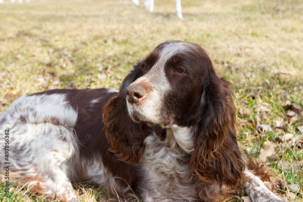 Brown spotted russian spaniel in the forest Brown spotted russian spaniel in the forest