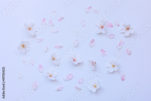 桜の花と花びら